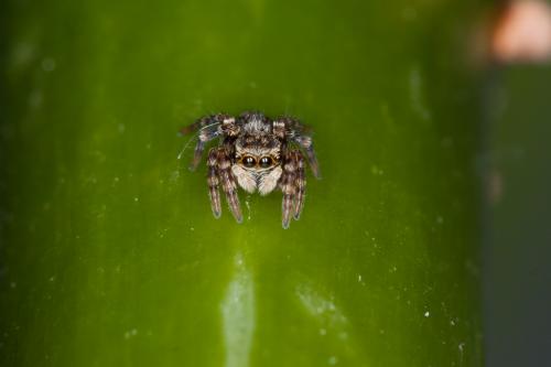Pseudeuophrys erratica